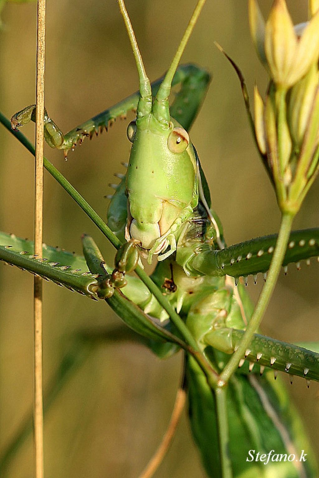 Femmina di Saga pedo